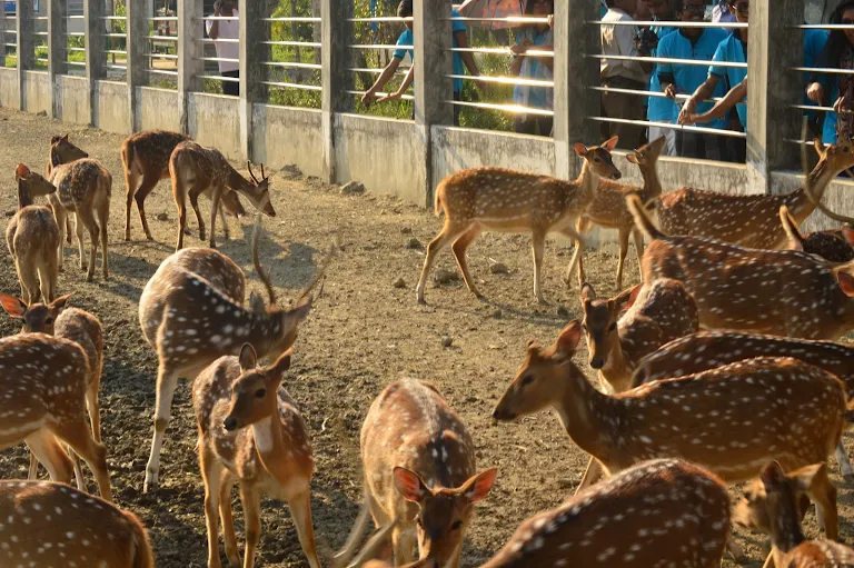 Herd of spotted deer at the Sundarbans wildlife enclosure in Gosaba