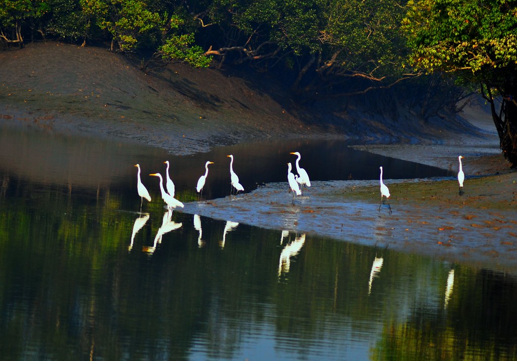 Egrets reflected in still water on a Sundarbans mudflat at dawn