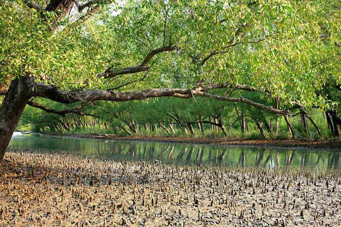 Mangrove breathing roots along a still creek in the Sundarbans
